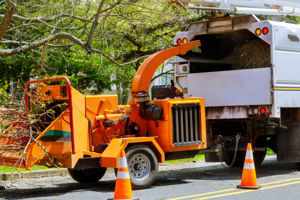 How Our Tree Care Process Works  in Lamesa, TX